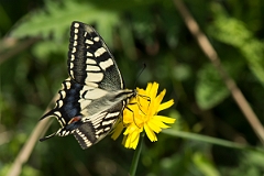 David Plant Photography - Wildlife Photography - Swallowtail - B